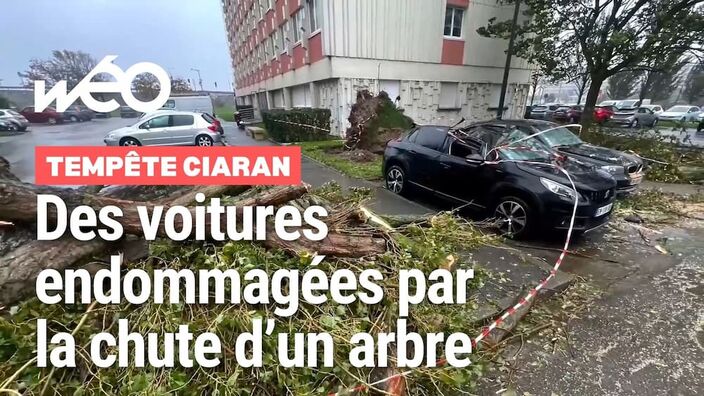 Des voitures endommagées par la chute d’un arbre à Boulogne durant la tempête Ciaran