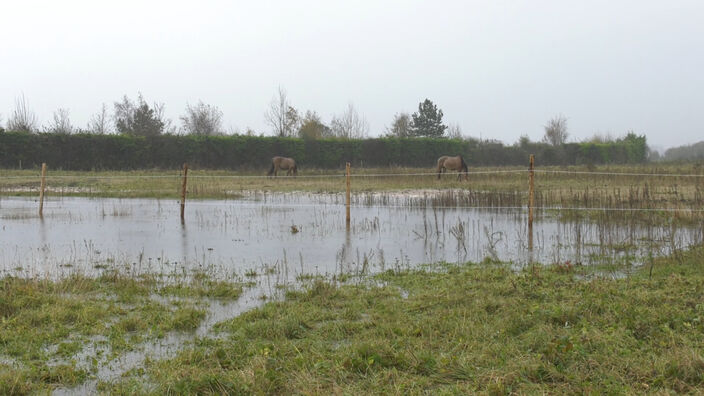 Saint-Quentin-en-Tourmont : les "henson", sabots dans l'eau