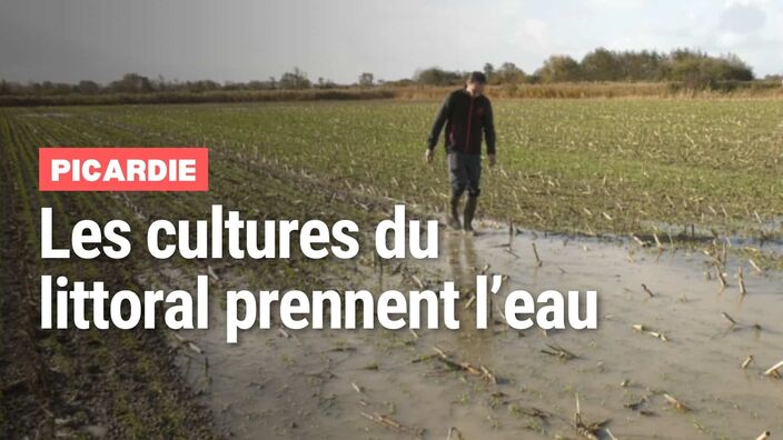 Picardie : les cultures du littoral prennent l'eau