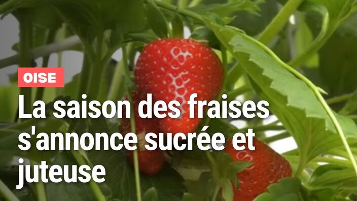 Oise : la saison des fraises s'annonce bonne