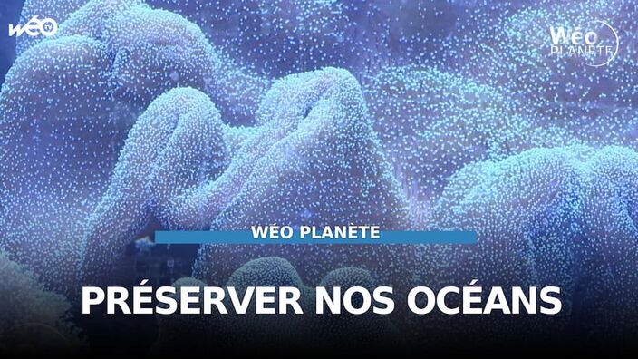 Nausicaá : comment préserver nos océans ?