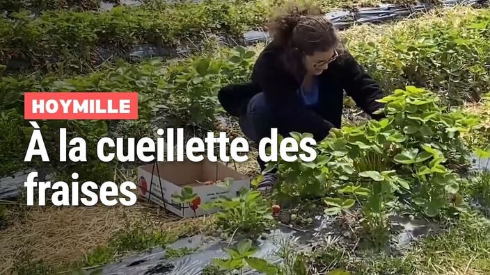 À la cueillette de Hoymille, le plaisir de cueillir les fraises comme dans son jardin