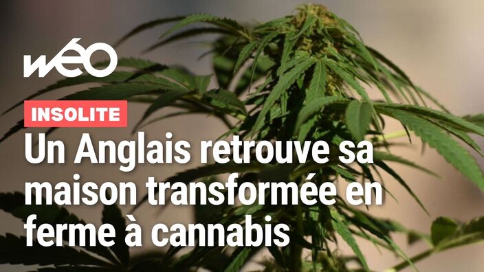 Un Britannique retrouve 10 tonnes de cannabis dans sa maison 