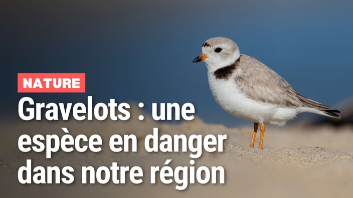La nidification des gravelots, ces oiseaux menacés en Hauts-de-France