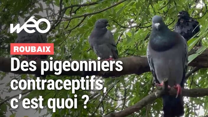 Des pigeonniers contraceptifs pour réguler la population de pigeons