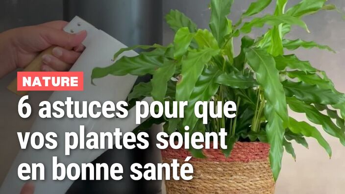 6 astuces pour bien s'occuper de ses plantes