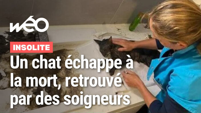 Patoux, un chat perdu, sauvé après deux semaines sans nourriture