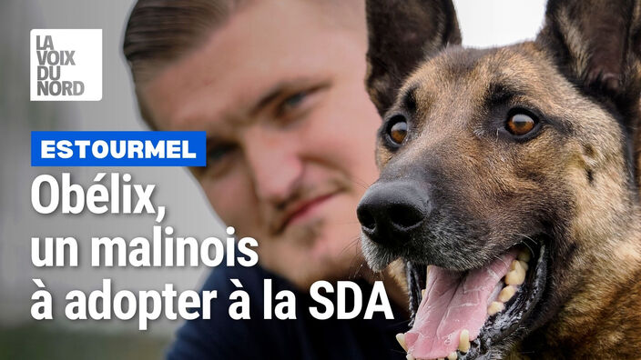 Obélix, un malinois de 6 ans, à adopter à la SDA d'Estourmel