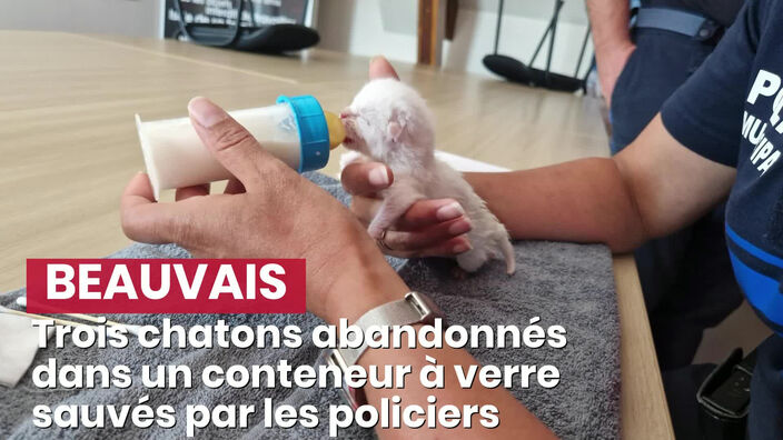 Trois chatons abandonnés dans un conteneur à verre sauvés par les policiers