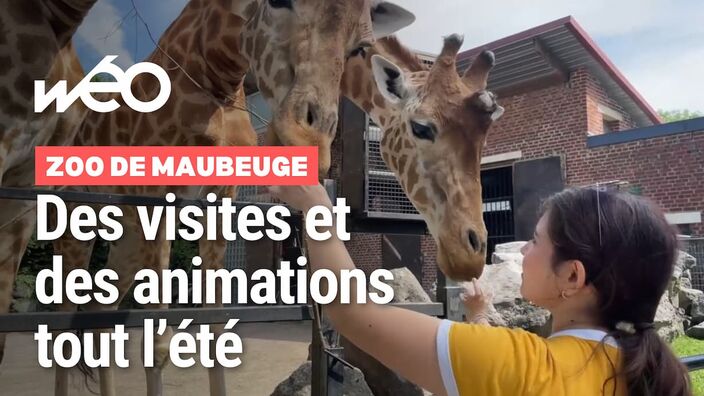 L'été au zoo de Maubeuge