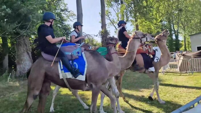 Des courses de dromadaires sur la piste de l'hippodrome d'Abbeville