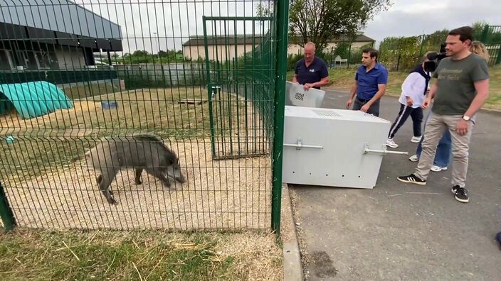 Le maire de Charleville-Mézières est lui-même venu chercher le sanglier Toto à Arras