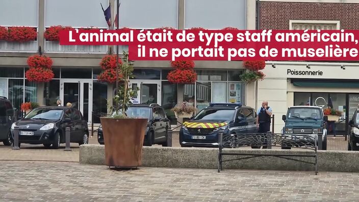 Un chien mordeur blesse un enfant à Grandvilliers