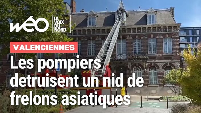 Valenciennes : les pompiers detruisent un nid de frelons asiatiques