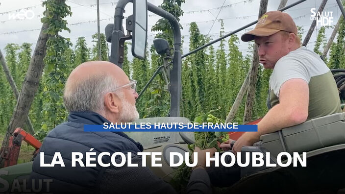 Houblon : premier jour de récolte !