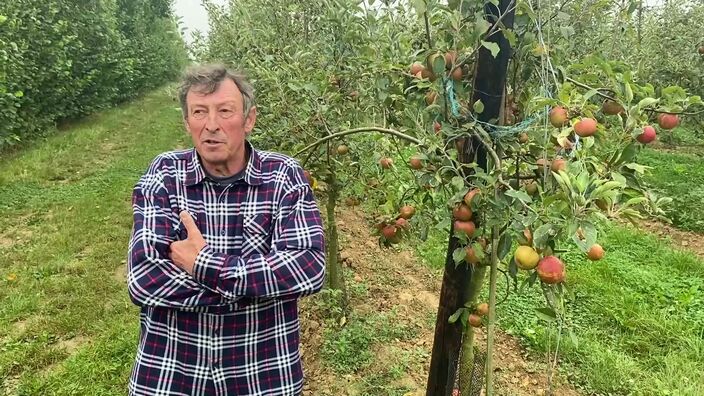 René Stievenard nous croque l'histoire de la pomme dans le nord pas de calais