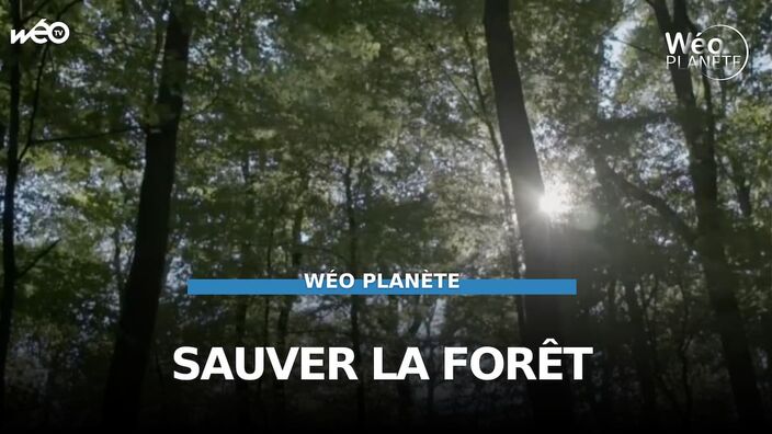 Comment préserver nos forêts ?