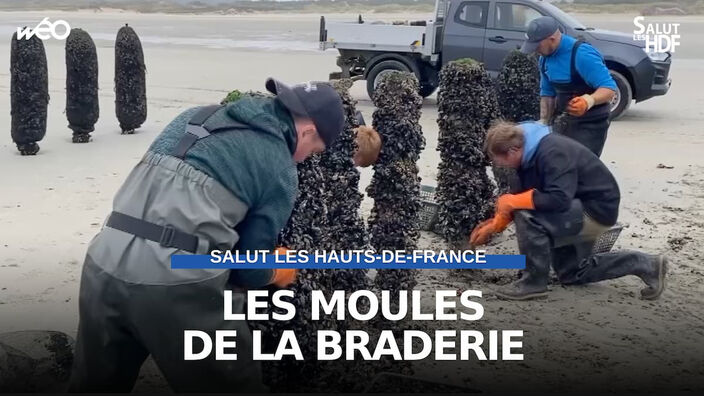 Côte d'Opale : on cueille les moules de la Braderie de Lille !