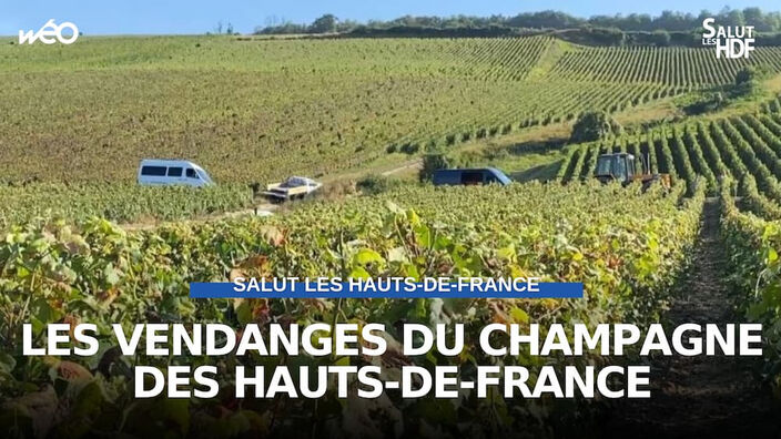 Les vendanges du champagne des Hauts-de-France