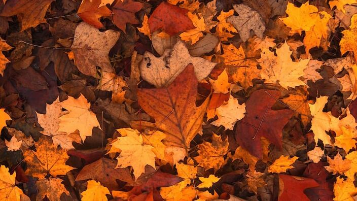 L'automne sera de retour dans les Hauts-de-France dès la semaine prochaine