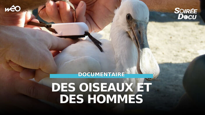 Marquenterre : des oiseaux et des hommes