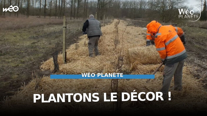 Arbres et arbustes : c'est le moment de planter !