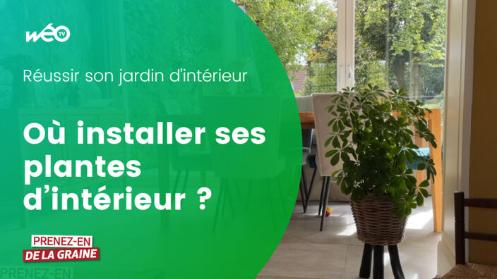 Où installez vos plantes d'intérieur ?