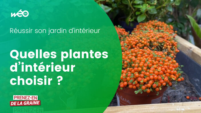 Comment choisir ses plantes d'intérieur ?