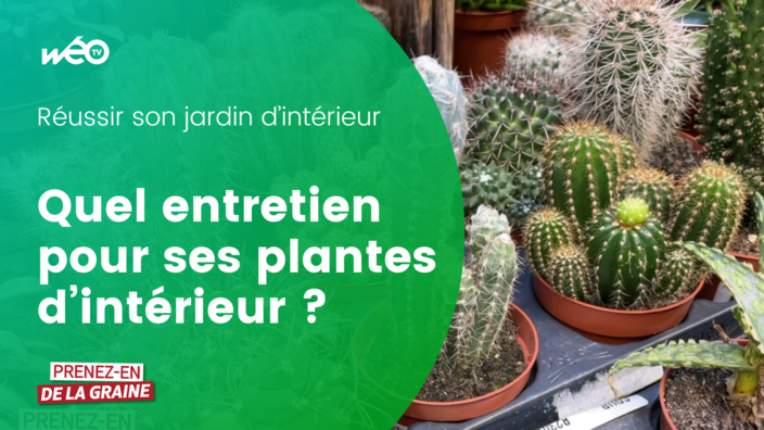 Comment entretenir vos plantes d'intérieur ?