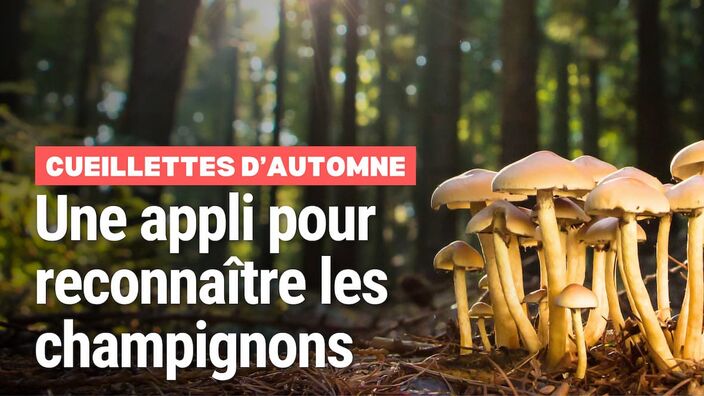 Testons les applications de champignons avec un pharmacien de l'Oise