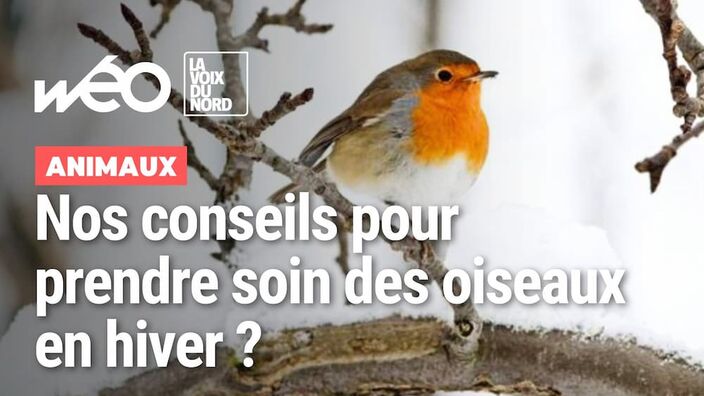 Nourriture, eau, abri : comment prendre soin des oiseaux de jardin en hiver ?