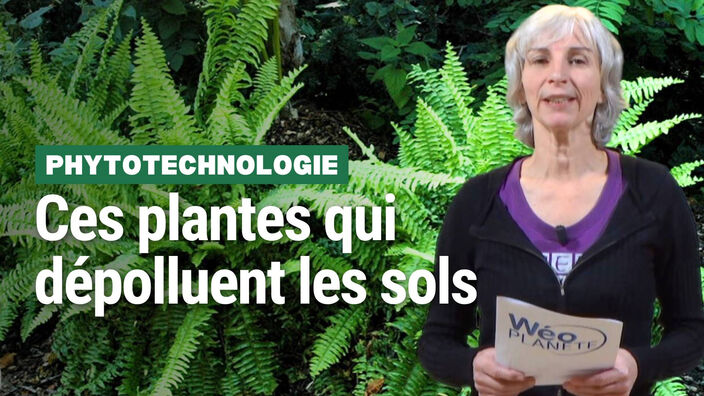 Ces plantes qui dépolluent les sols