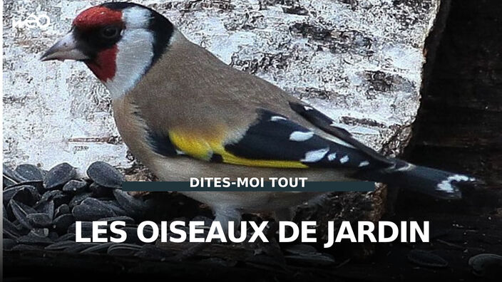 Grand comptage national des oiseaux de jardin