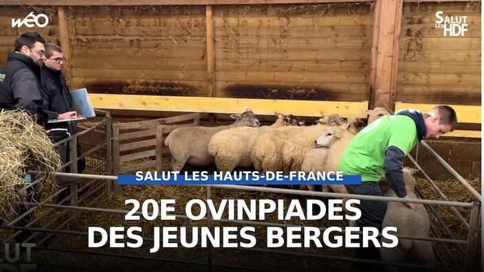 Louches (62) : les ovinpiades des jeunes bergers !