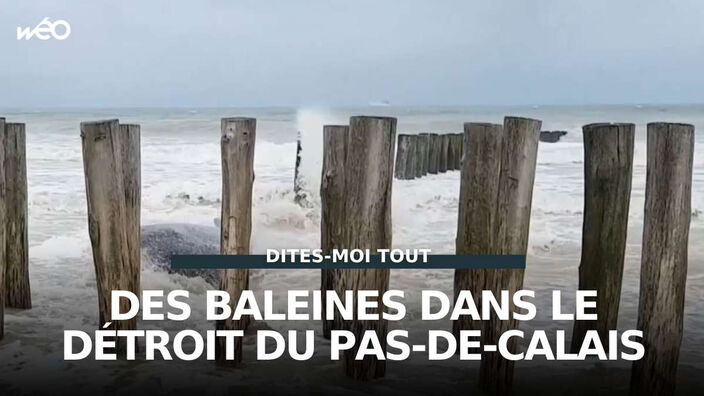 Des baleines dans le détroit du Pas-de-Calais