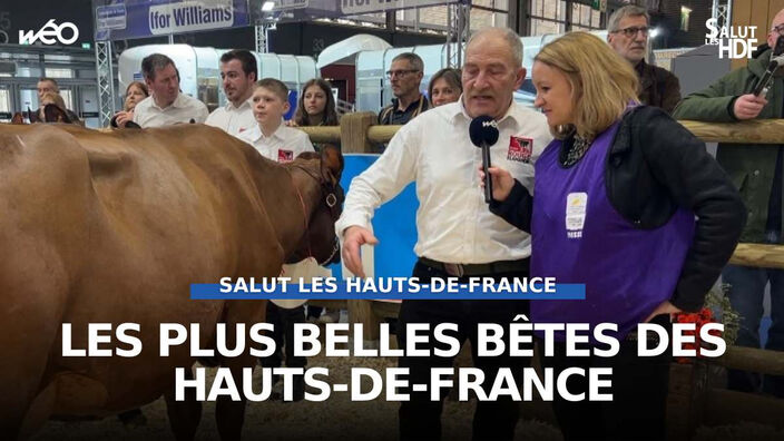  Salon de l'Agriculture : les plus belles bêtes des Hauts-de-France