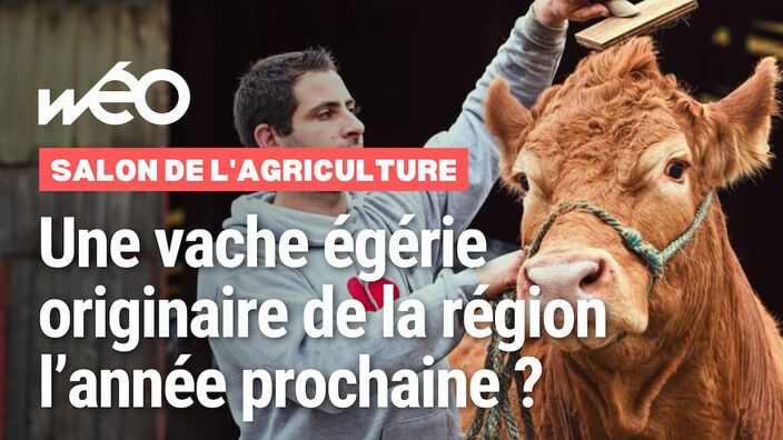 Salon de l'Agriculture : une vache égérie originaire des Hauts-de-France l'année prochaine ?