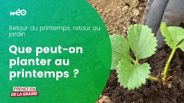 Que peut-on planter au printemps ?