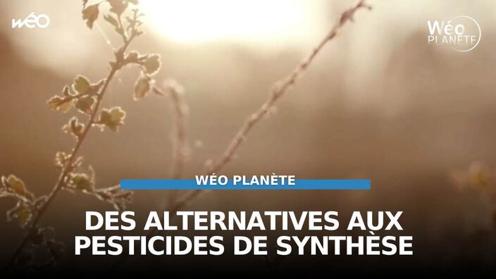 Des alternatives aux pesticides de synthèse 